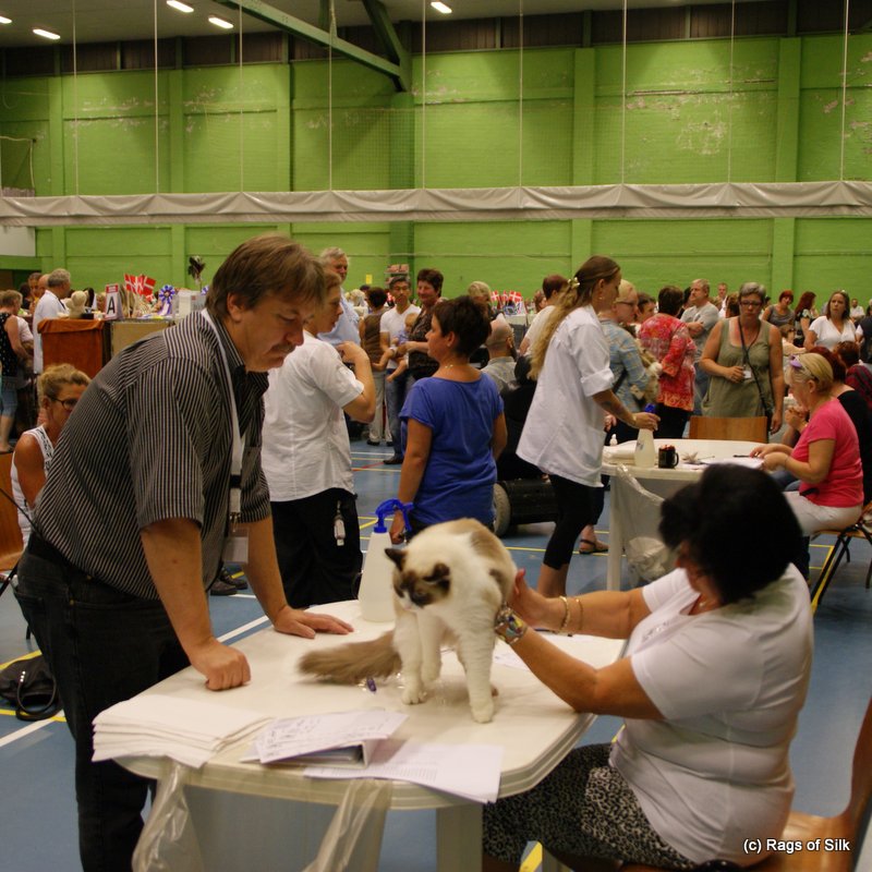 Ragdoll kat, ragdoll killinger, DARAK udstilling dragør, racekat jylland, 